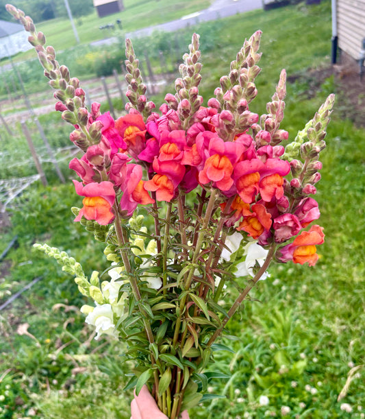 florist stems