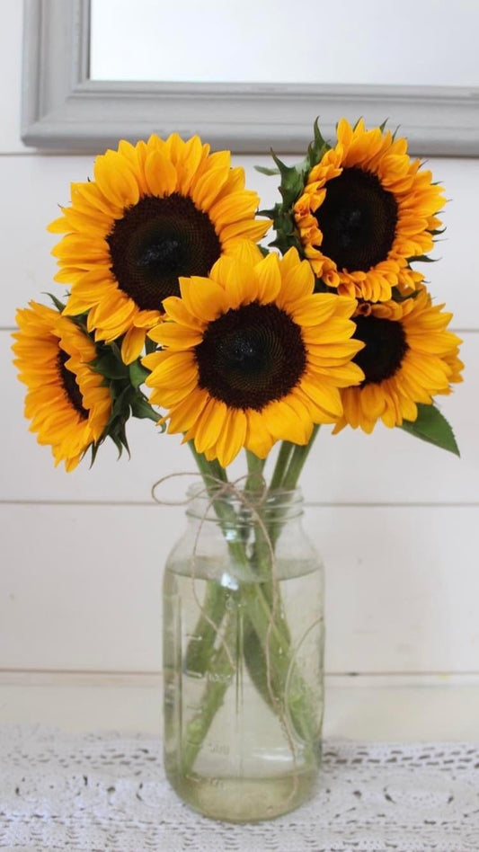 Sunflowers only bouquet(pollenless) PREORDER